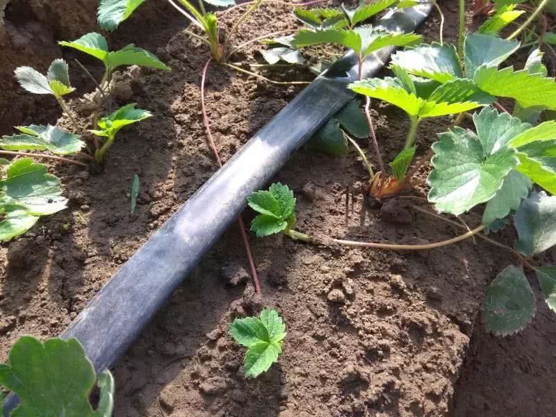 霍爾德土壤水勢傳感器，是用于灌溉管理的可靠儀器